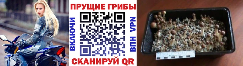 blacksprut ССЫЛКА Ефремов Псилоцибиновые грибы Cubensis